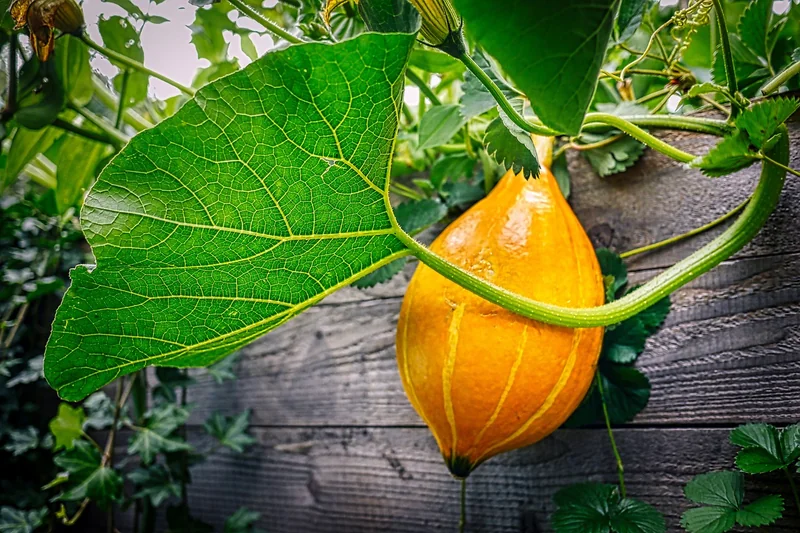 Idée 2 : Le potager surélevé pour cultiver sans se baisser