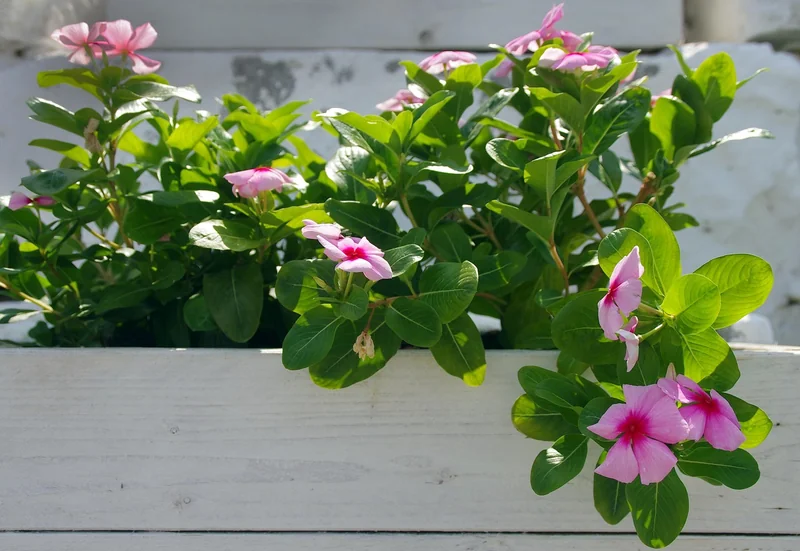 Idée 6 : La jardinière verticale pour les petits espaces